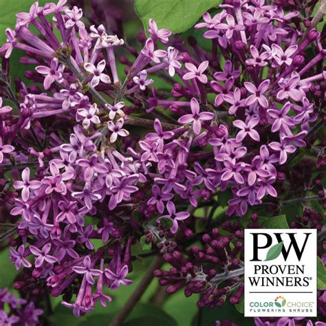 Lilac Bloomerang Dark Purple Lilac J W Jung Seed Company