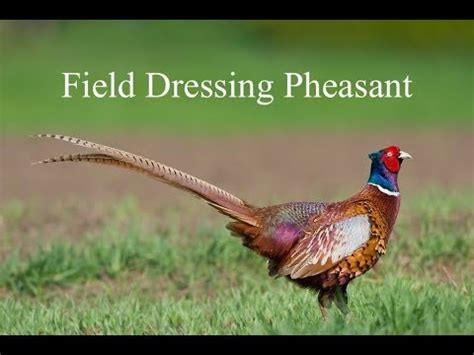 How To Field Dress A Pheasant In Seconds Bushcraft Youtube