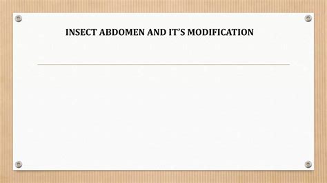 Insect abdomen | PPT