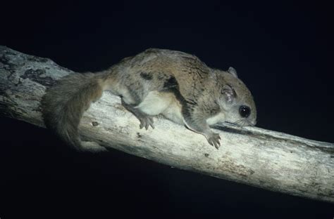 Northern Flying Squirrels Pet Flying Squirrels