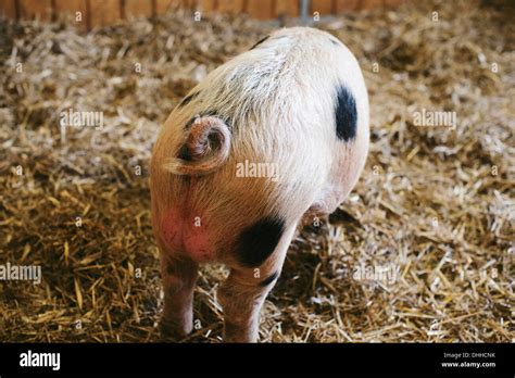 The Gloucestershire Old Spot Stock Photo - Alamy