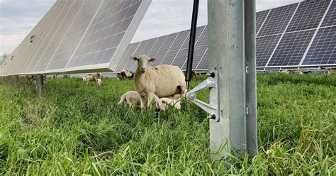 Can Solar Panels And Farms Coexist