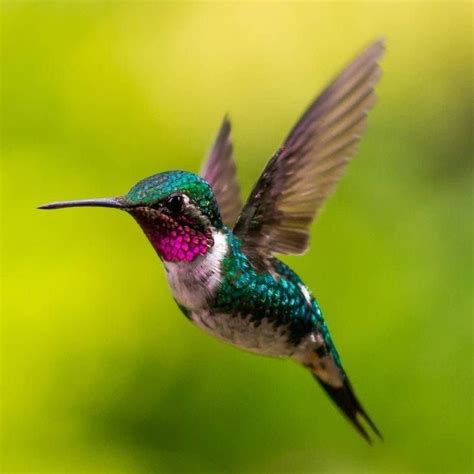 Luna Naturaleza Imagenes De Colibris Fotos De Colibri Fotos De Aves