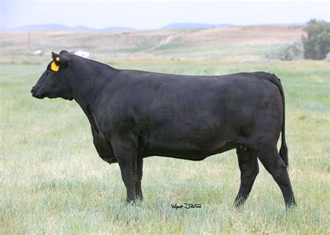 Angus Embryos For Sale Sb10 1697 Sire Buyer