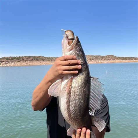 ᐅ Conchas Lake fishing reports🎣• NM, United States fishing