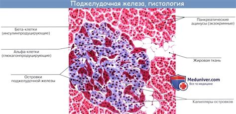 Поджелудочная железа гистология препарат рисунок