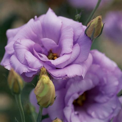 Mariachi Lisianthus The Special Flower Sakata Ornamentals