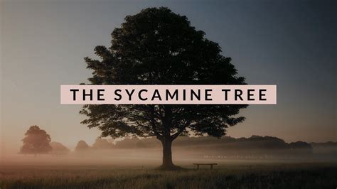 The Sycamine Tree — Proclaiming Jesus Ministries