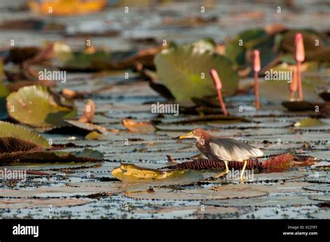 Thailand Chinese Pond Heron Ardeola Bacchus Stock Photo Alamy