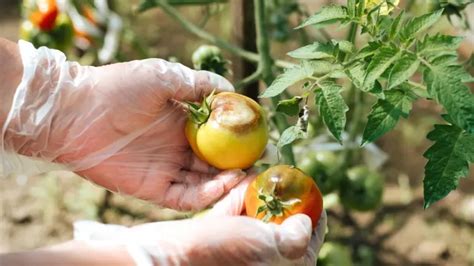 Comment prévenir le mildiou de la tomate Des jardiniers partagent les