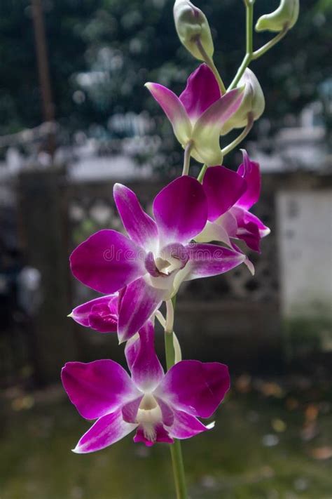 Phalaenopsis Aphrodite Rchb. F. Stock Image - Image of philippines ...