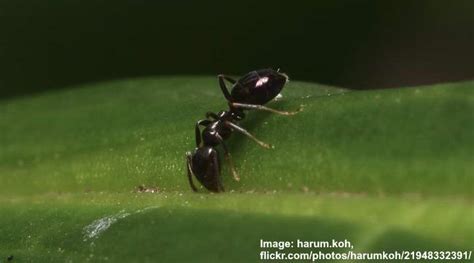 Types of Ants With Identification and Pictures (Identification Chart)