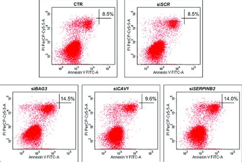 Flow Cytometric Detection Of Apoptosis In The 8505c Cell Line