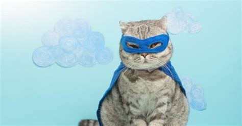 These Cat Costumes Are Hilarious, Even If Your Cat Disagrees | Always Pets