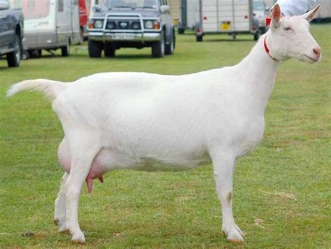 Sheep And Goat Breeds And Their Terms Flashcards Quizlet