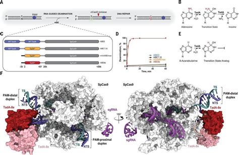 DNA capture by a CRISPR-Cas9–guided adenine base editor