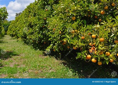 Pomarańczowego Drzewa Sad Z Dojrzałą Owoc Obraz Stock Obraz złożonej