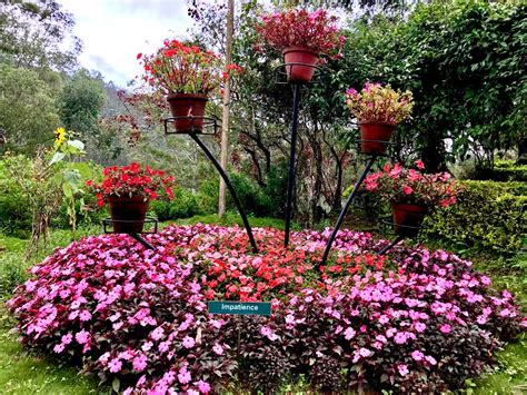 Rose Garden, Munnar| Photos, Information, Images and Timings