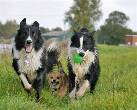 Den Lekfulla Hunden Svenska Fysioterapis