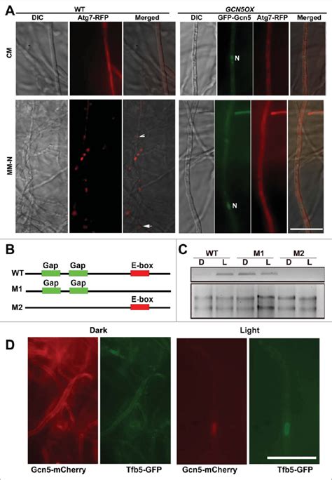 Transcriptional And Post Translational Regulation Of Gcn During