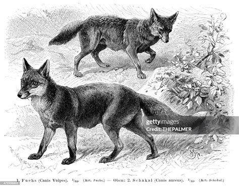 Fox Y Chacal Grabado 1896 Ilustración De Stock Getty Images