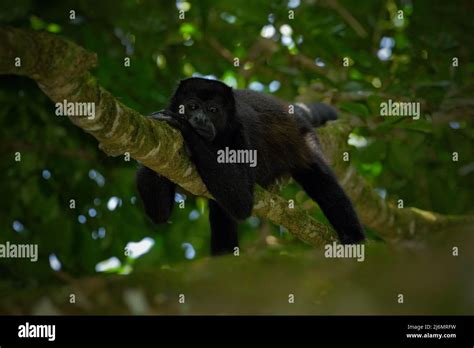 Black monkey. Mantled Howler Monkey Alouatta palliata in the nature habitat. Black monkey in the ...