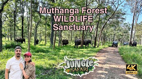 Wayanad Muthanga Wildlife Sanctuary Jeep Safari Wayanad Wildlife