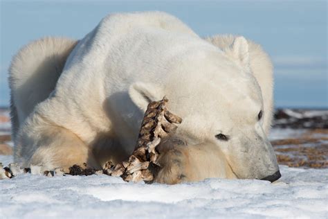 Polar Bears In The Tundra Biome