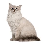 Ragdoll Cat Breed