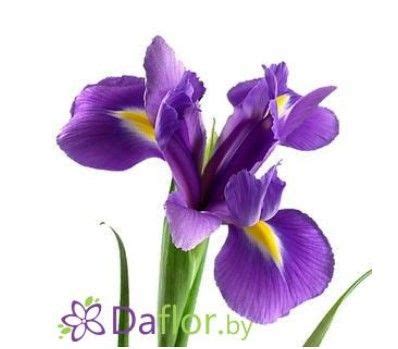 Синие ирисы - заказ цветов | Flores