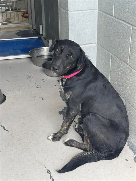 Nueces County,... - Nueces County, TX: Dogs in Need of Rescue