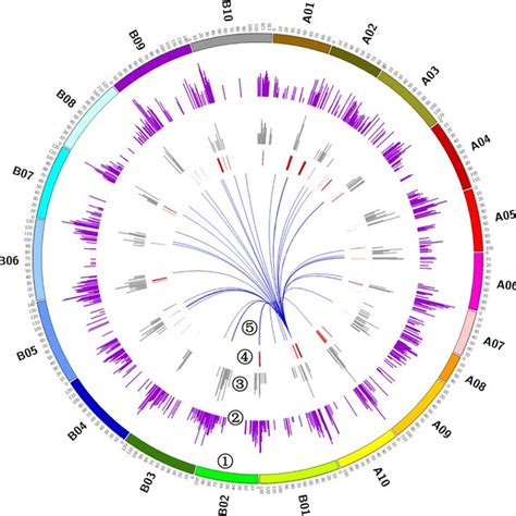 The Distribution Of Eqtl Hot Spots In The Genome The Layers From Outer