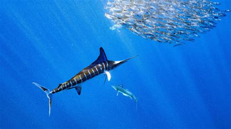 What's the Difference Between a Sailfish and a Marlin? - American Oceans