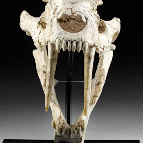 Rare Fossilized Megantereon Sabertooth Cat Skull- Lot 144, Auction 4/20 ...