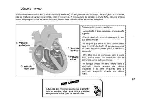 Exercícios Sistema Cardiovascular 8 Ano - Exercícios Sistema Cardiovascular 8 Ano - RETOEDU