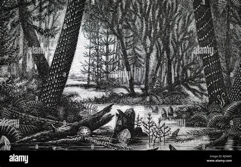 An Engraving Depicting The Reconstruction Of A Carboniferous Forest