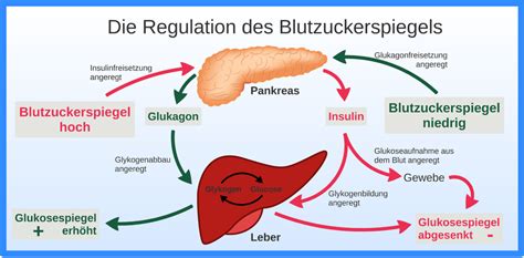 Das Hormonsystem Biohist Links Und Infos F R Sch Ler