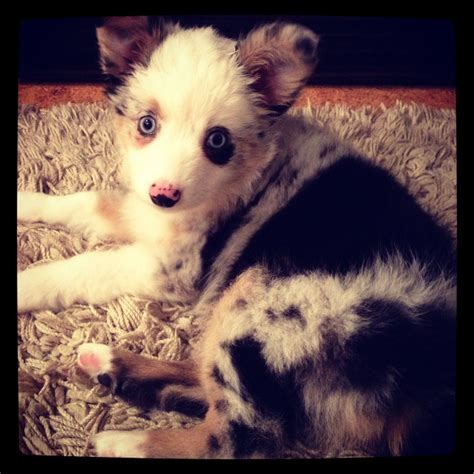 Blue Merle Mini Aussie- Chloe My Sister's dog