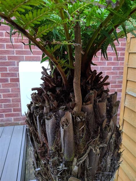 Strange Tree Fern Appendage in the Plant ID forum - Garden.org