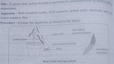 Mohls Half Leaf Experiment 10 Th Class Biology Youtube