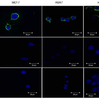 Cells Were Non Permeabilized In Order To Allow For Visualisation Of The