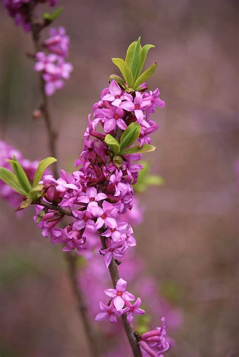 Волчье лыко | Ядовитые растения, Первоцветы, Цветок