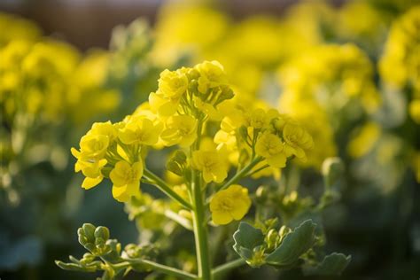 Brassica Flower Meaning, Symbolism & Spiritual Significance - Foliage ...