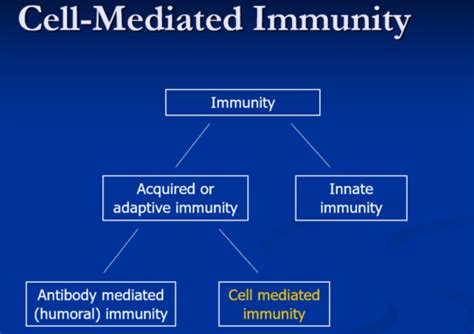 Week 6 Cell Mediated Immunity Flashcards Quizlet