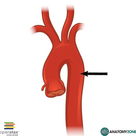 Descending Aorta Anatomyzone