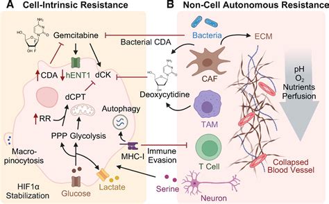 Barriers And Opportunities For Gemcitabine In Pancreatic Cancer Therapy