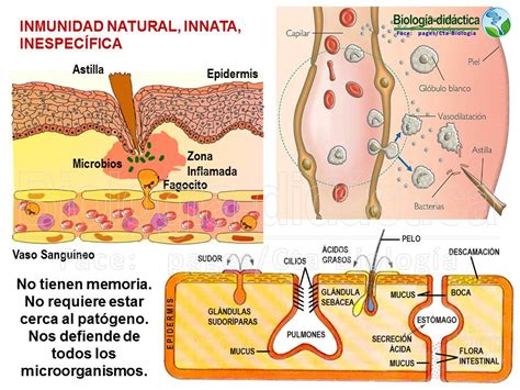 Biología Didáctica Ingeniería Ana Sistema Inmune Ii