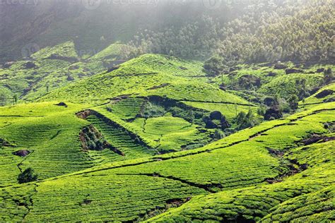 Tea plantations in Kerala, India 40975916 Stock Photo at Vecteezy