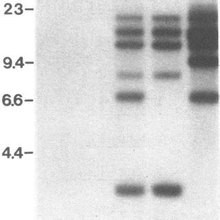 Origin of inserted sequences in MMTV DNA clones. The figure shows a ... 