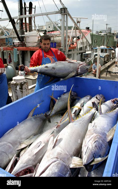 Fish being unloaded at Sydney Fish Market Sydney Australia Stock Photo ...